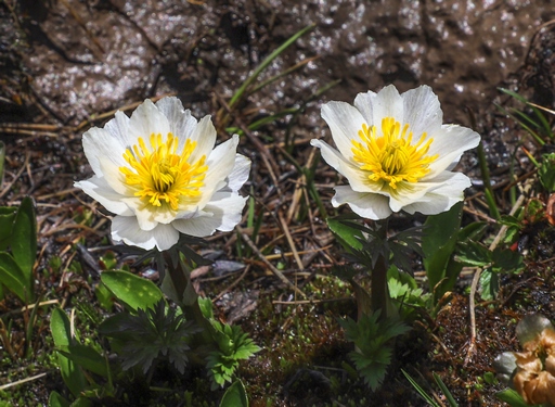 Trollius komarovii